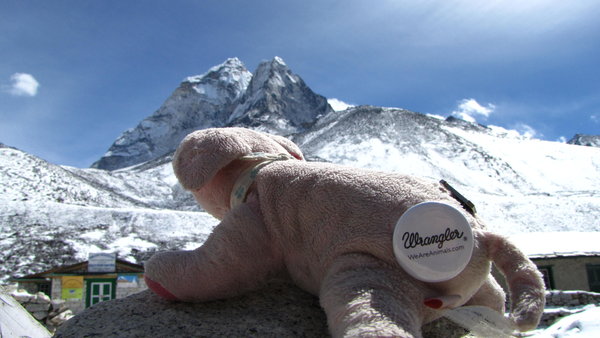 pig in the mountains