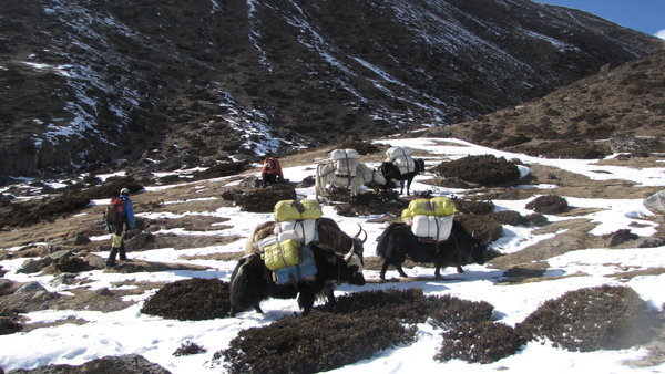 Yak, which only live above 4000 meter