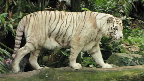 White tiger 1