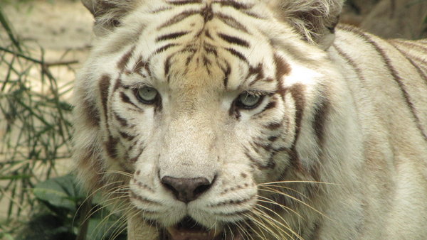 white tiger face