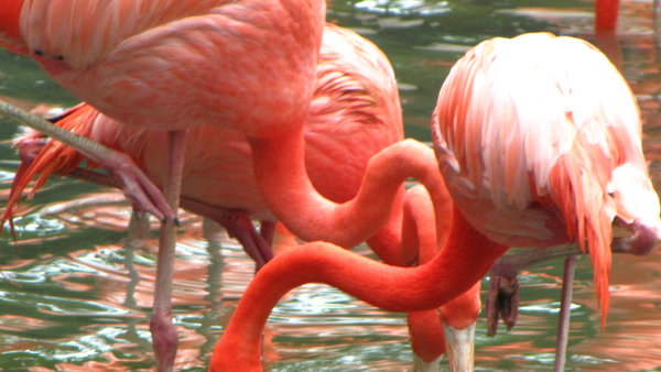 flamingo's