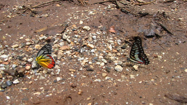 vlinders op de weg