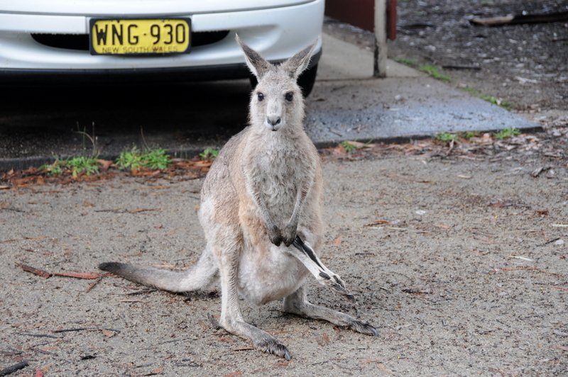 Six-legged kangaroo