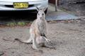 Six-legged kangaroo