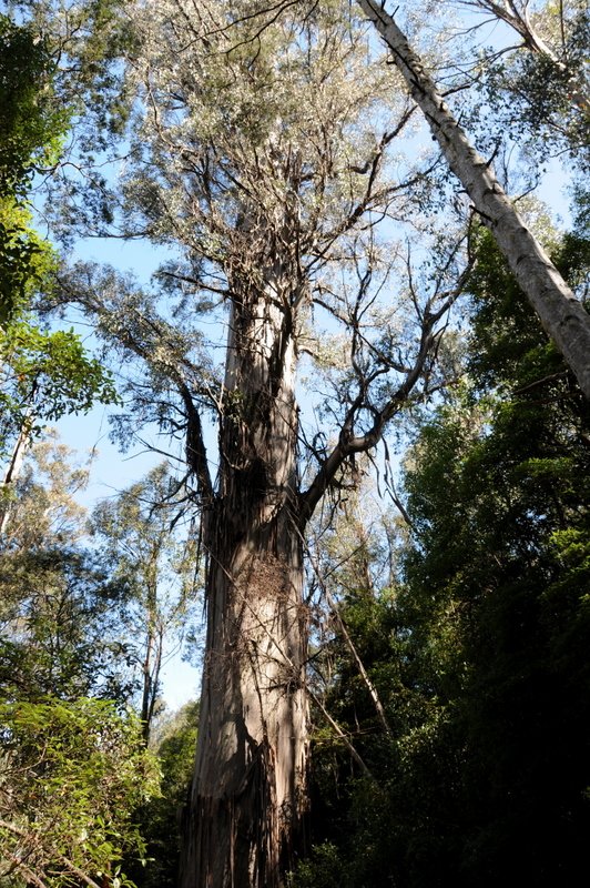 Tasmania's Biggest Tree