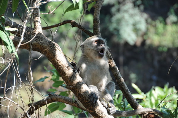 Victoria Falls monkey
