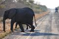 Elephants on road
