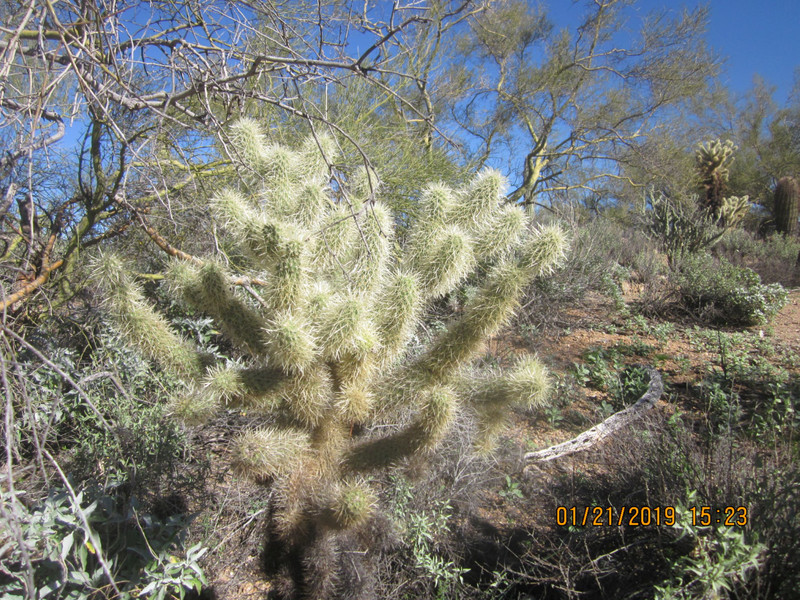 Cylindropuntia bigelovii (Teddy Bear cactus)