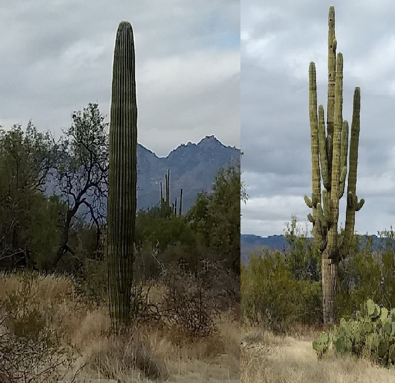 Saguaro Cacti in the National Park