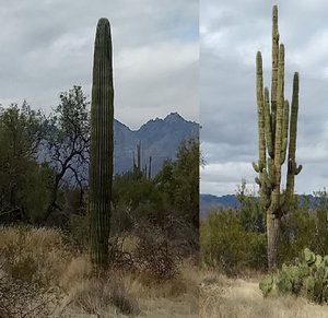 Saguaro Cacti in the National Park