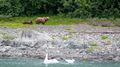 Brown Bear with two cubs