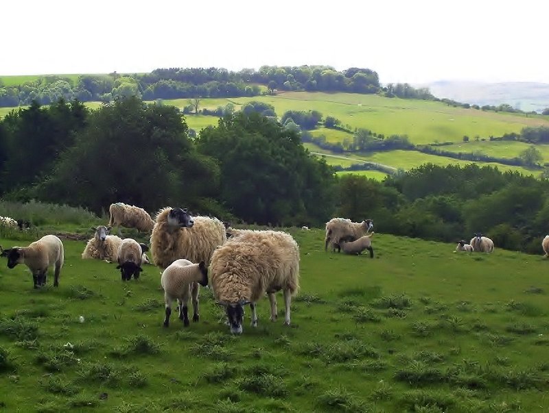 Sheep along the Costwold Way