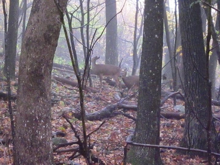 Deer along the trail