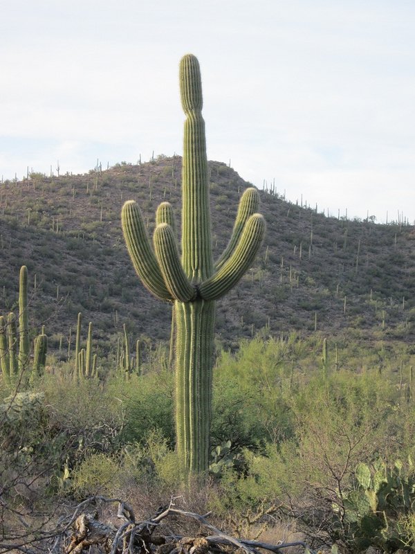 The Saguaro Cactus