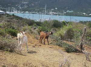 Goats on the Middle Ground Trail