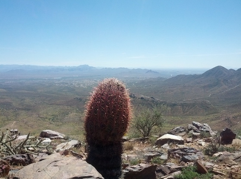 Cactus with Scottsdale in the distance