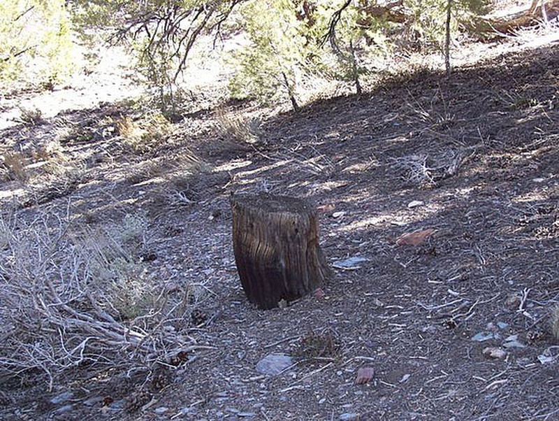 Pinyon Pine stump