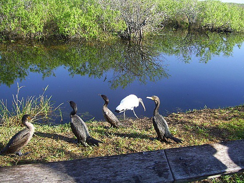 Double-crested Cormorants with a Wood Stork 