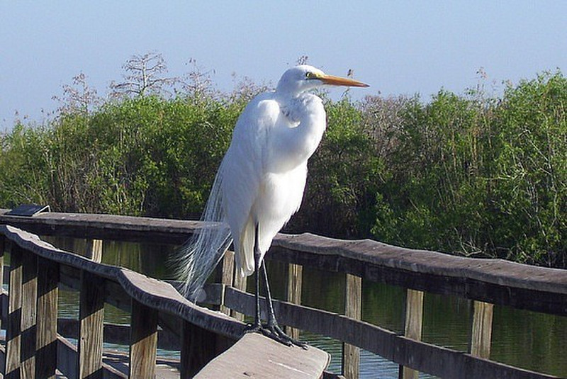 Great Egret with breeding plumage 