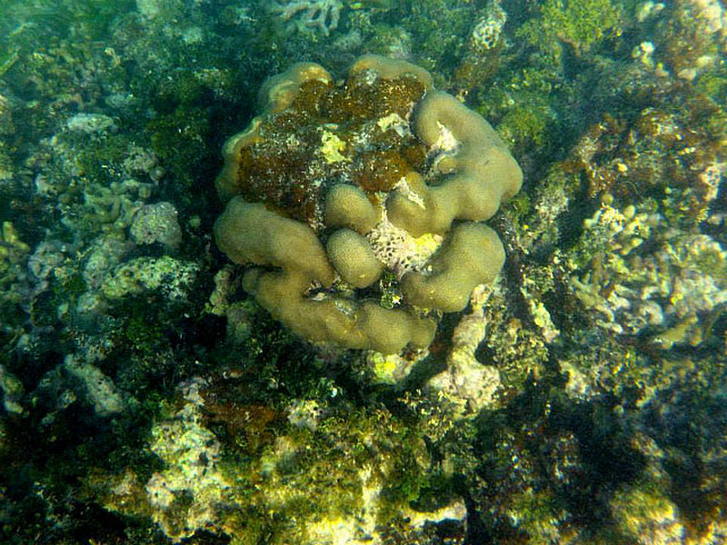 Interesting Coral