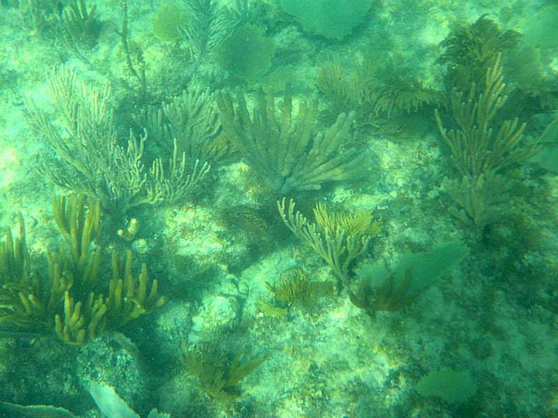 Sea Fan coral