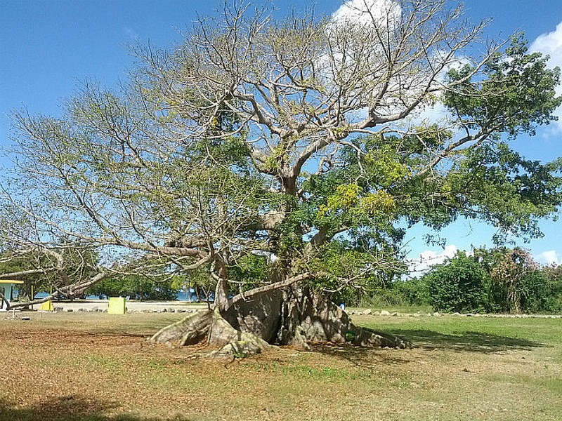 300 Year Old Ceiba Tree