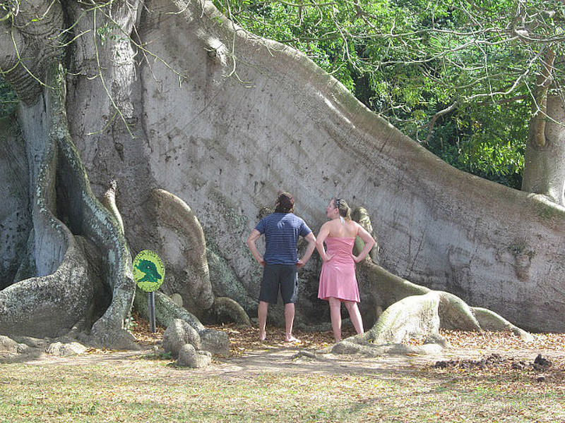 At the Ceiba Tree