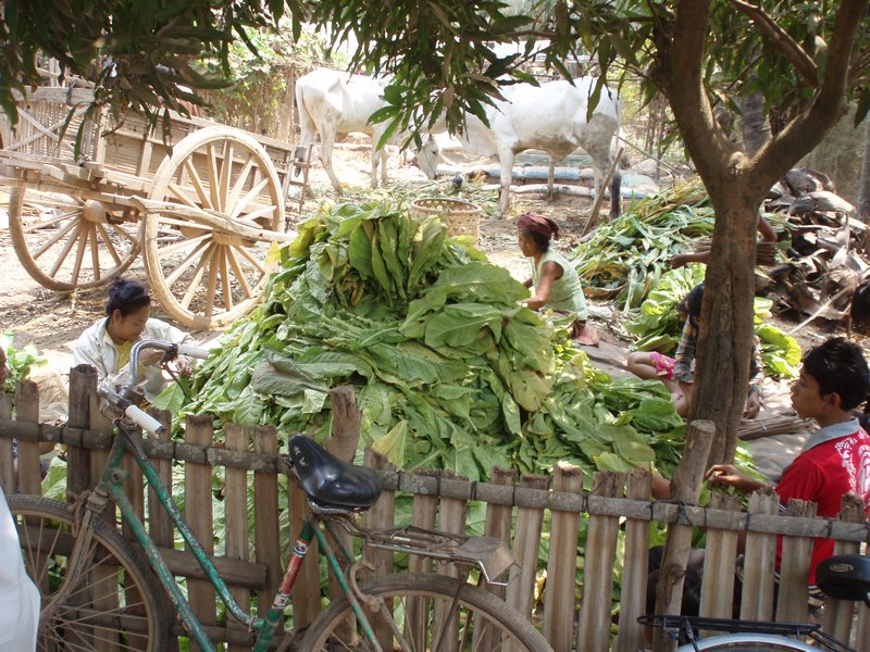 Tobacco farmers sorting their crop