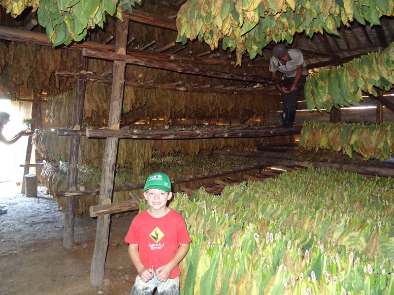 Inside the drying shed.