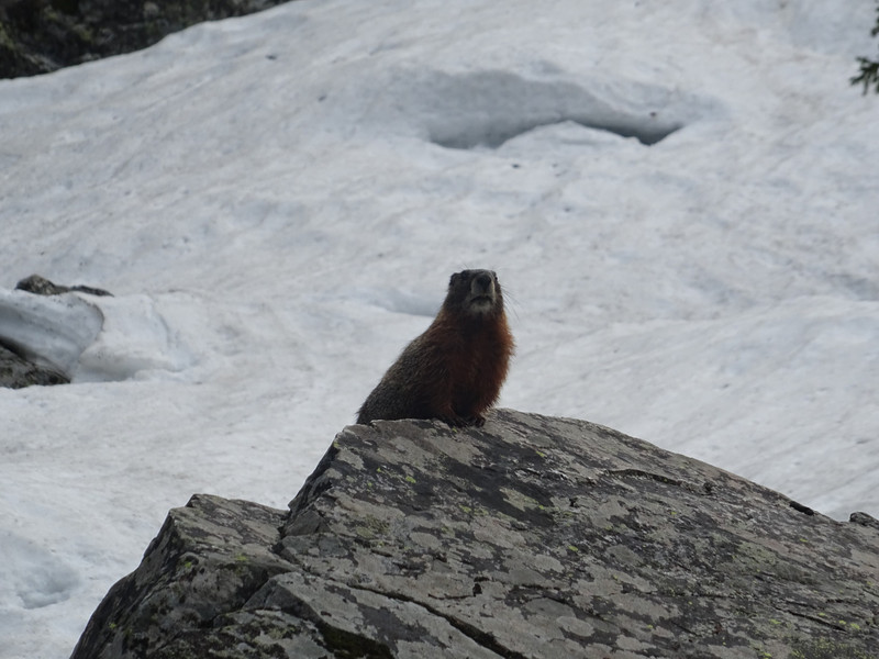 Yellow Bellied Marmot in the snow