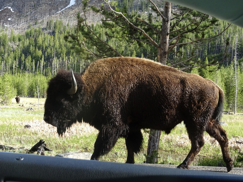 Bison have right of way!