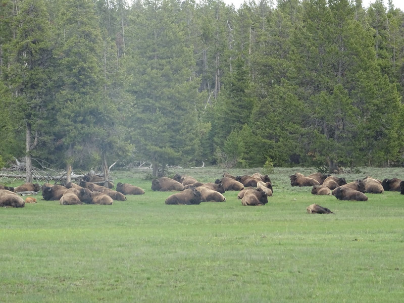 Enough bison to stop and take a photo
