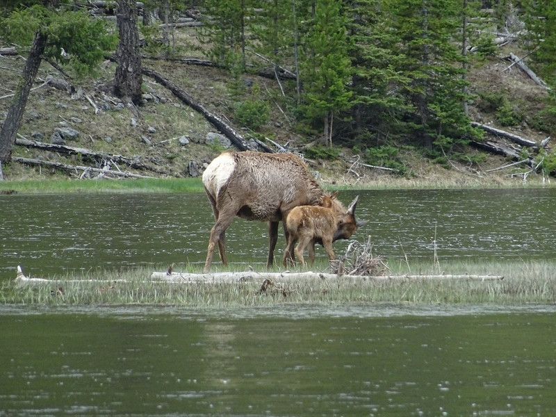 Mother and baby elk