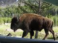 Bison have right of way!