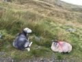 Sheep don't mind the hikers