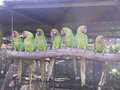 Macaws in Alajuela