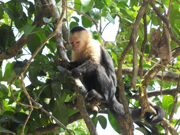 Campuchin Monkey