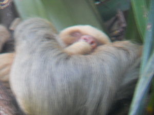 One of the sloths