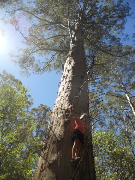 Leanne climbing the Gloucester Tree