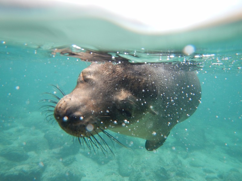 Swimming with seals at La Loberia, San Cristobal