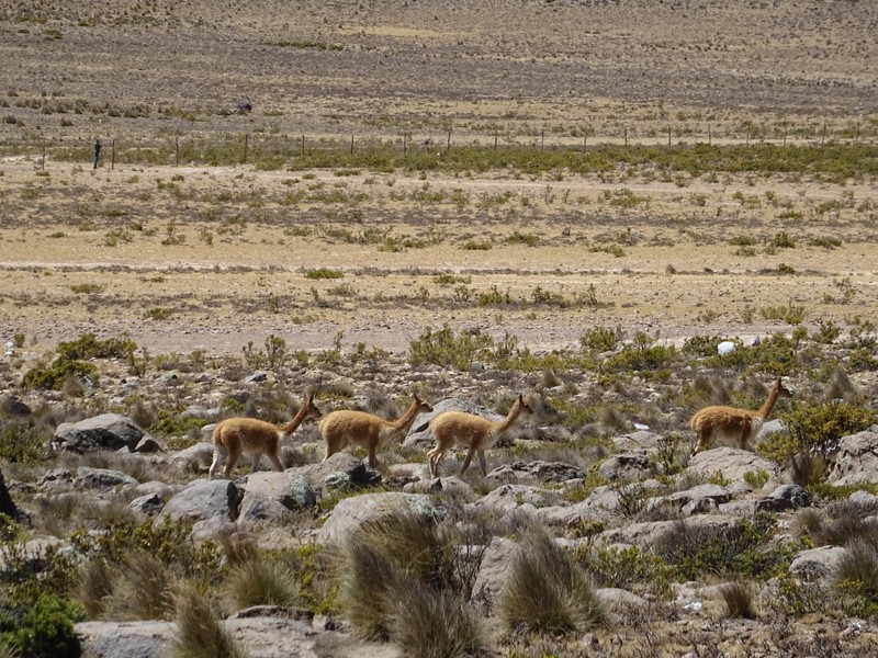 Vicunas on the high planes