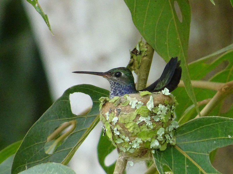 Tiny humming bird