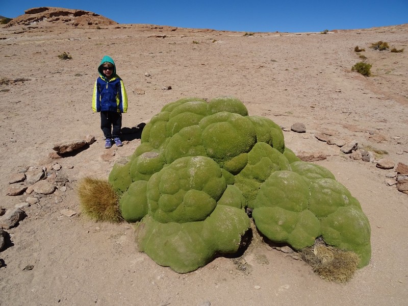 Giant Alien Broccolli