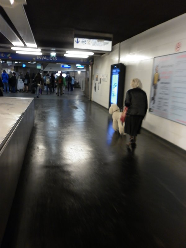 That lady is walking a poodle, in the metro?