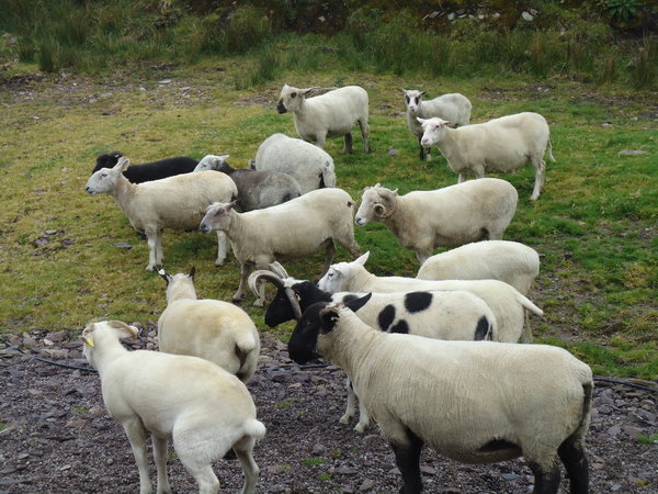 different kinds of sheep