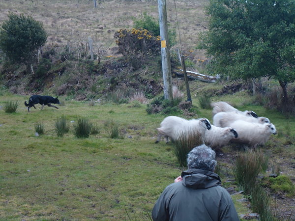 herding the sheep