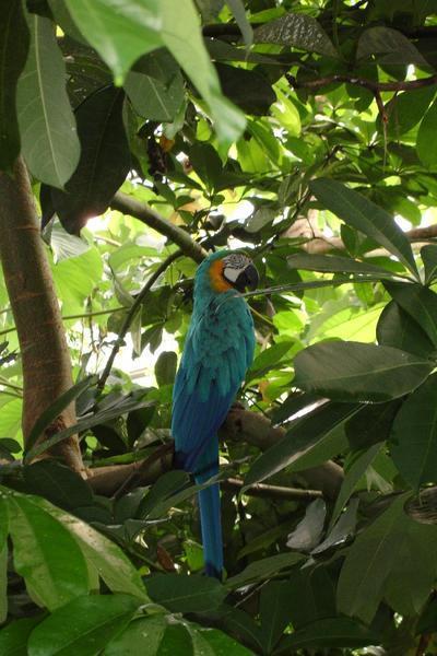 Parrot in the Rain Forest