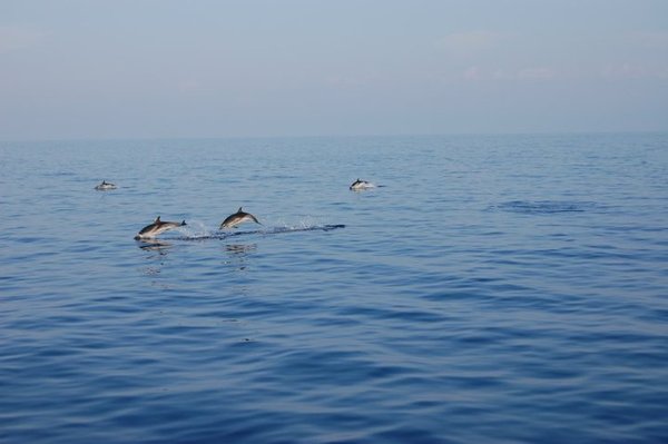 Aeolian Islands Dolphins