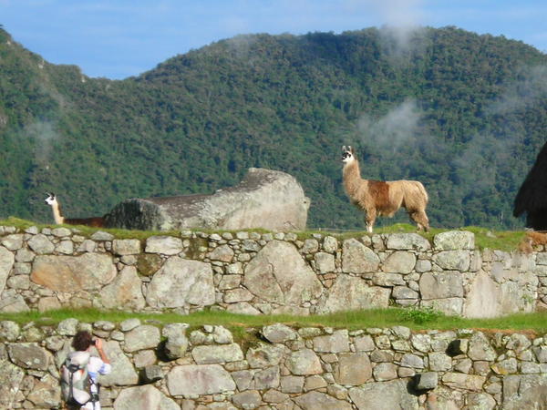 Llamas or Alpacas or Vicuñas or something, hell I don't know