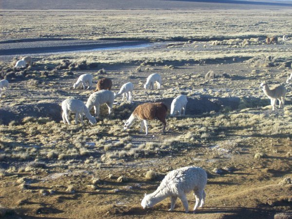Alpacas in the field